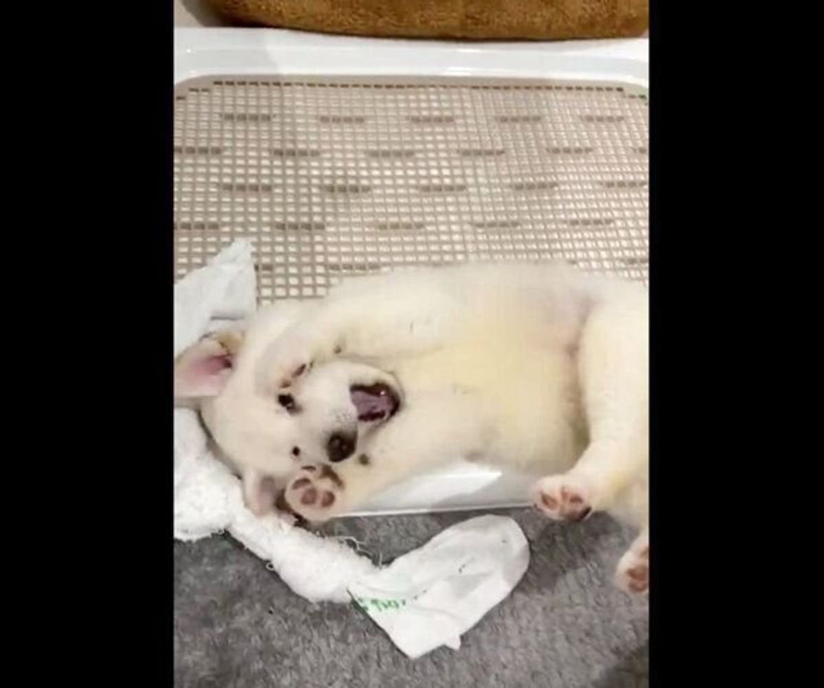 寝起きの柴の子犬 寝ぼけて まさかの場所 で寝てしまう姿が可愛すぎた いぬのきもちweb Magazine 寝起きの柴の子犬 寝ぼけて まさかの場所 で寝てしまう姿が可愛すぎた いぬのきもちweb Magazine