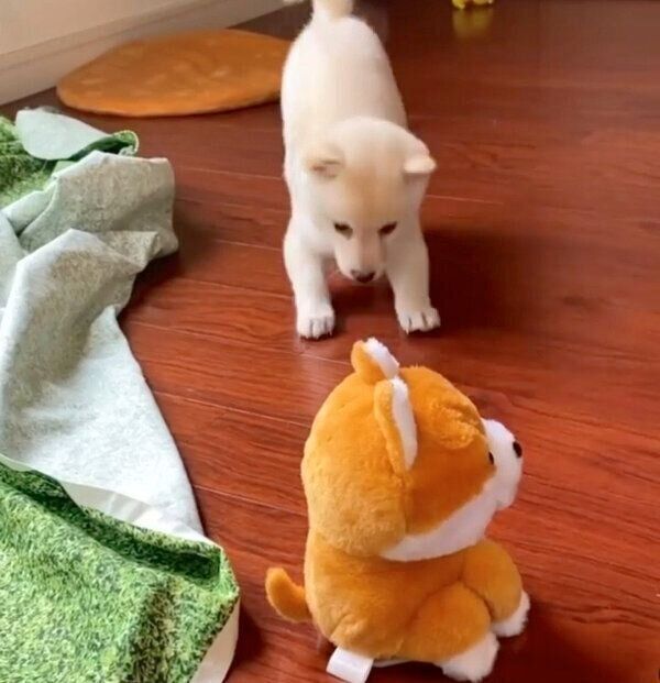 勇敢なモチ代さん