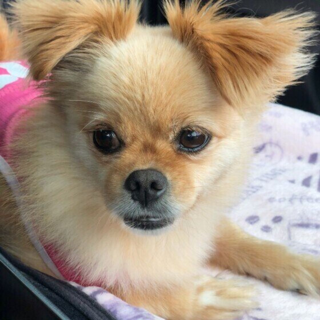 獣医師監修 犬の血尿の原因を写真付きで解説 オス メス別の要因も いぬのきもちweb Magazine 獣医師監修 犬の血尿の原因を写真付きで解説 オス メス別の要因も いぬのきもちweb Magazine