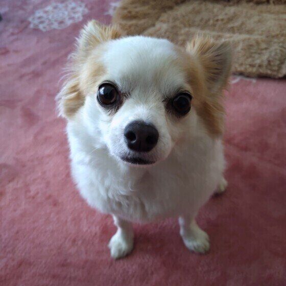 犬がクンクン鳴くのはなぜ？ 犬が鼻を慣らす理由と対処法 いぬのきもち