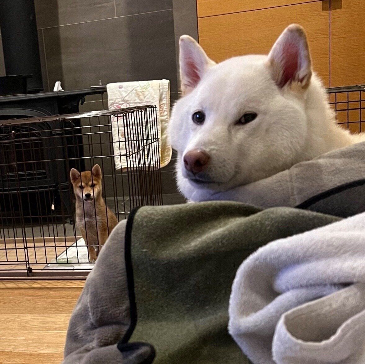 しらたまちゃんとコッペパンちゃん