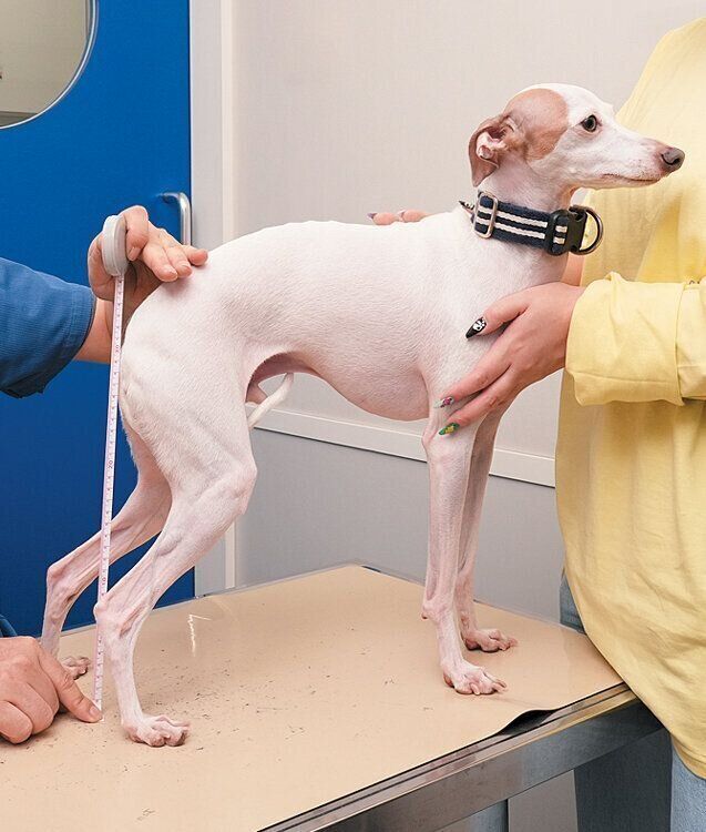 犬の脚の長さを計測