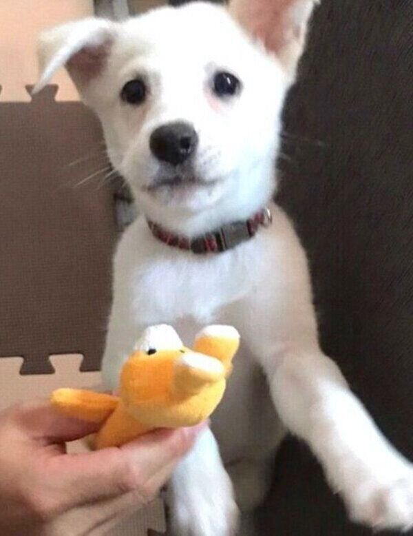 子犬時代のハクちゃん