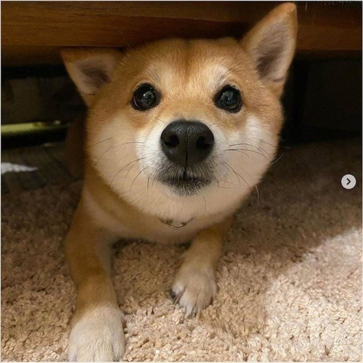 ゲームを楽しむパパにイラッ 豆柴の 邪魔かわいい 行動にキュン いぬのきもちweb Magazine ゲームを楽しむパパにイラッ 豆柴の 邪魔かわいい 行動にキュン いぬのきもちweb Magazine