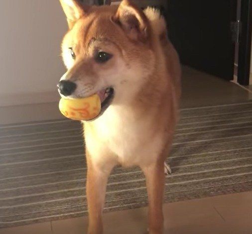 空気を読む 柴犬ゆきちゃん
