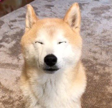 座ったまま寝てしまうワンコ