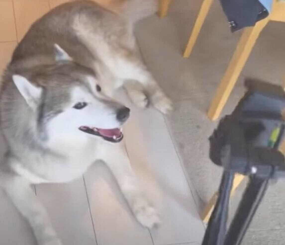 プロとしての自覚アリ カメラ目線やポジショニングがバッチリなハスキー いぬのきもちweb Magazine プロとしての自覚アリ カメラ目線やポジショニングがバッチリなハスキー いぬのきもちweb Magazine