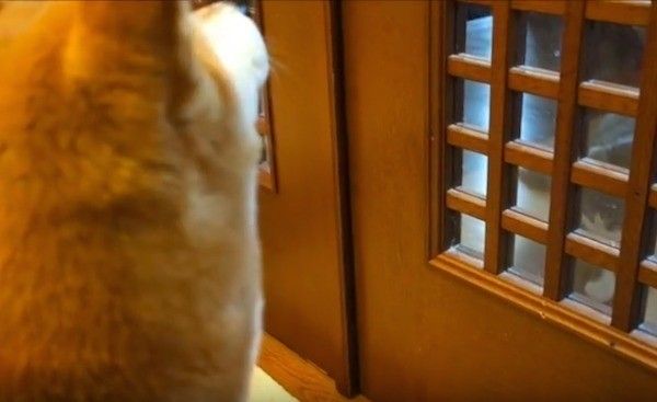 ワンコとニャンコ