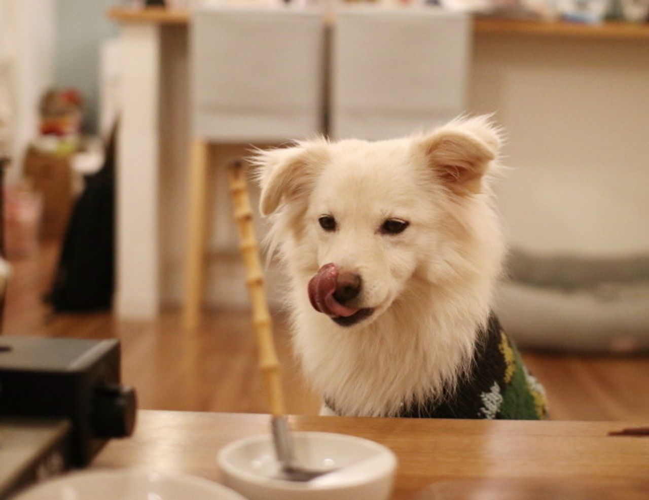テーブルに登らない わが家流の しつけ 穴澤賢の犬のはなし いぬのきもちweb Magazine テーブルに登らない わが家流の しつけ 穴澤賢の犬のはなし いぬのきもちweb Magazine