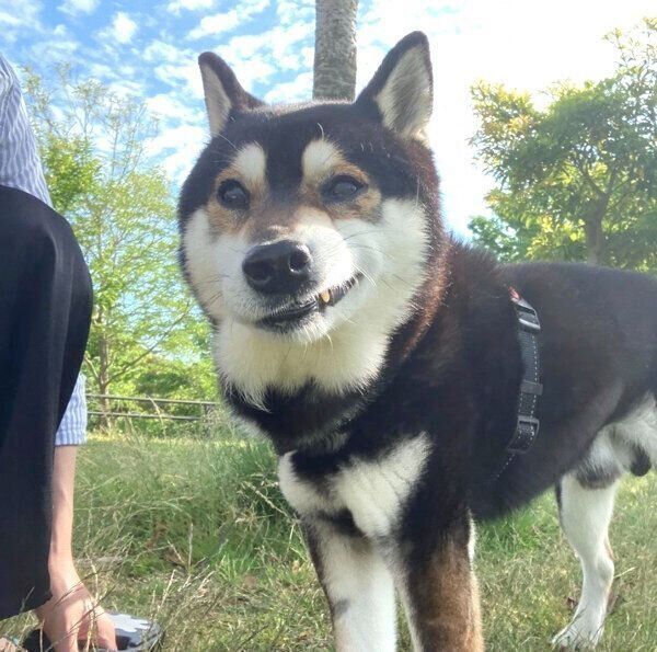 おもしろい表情を見せるとらくん