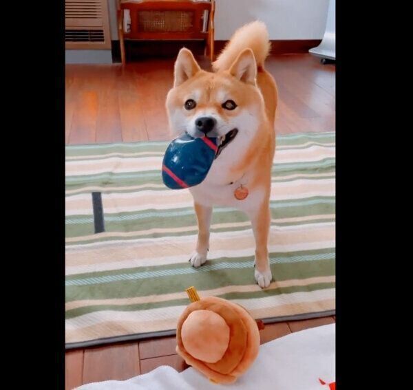 おもちゃを投げてとアピールするちくわくん