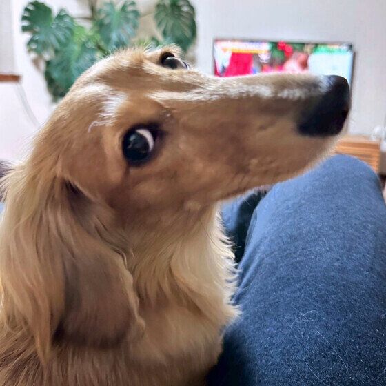 ミニチュア・ダックスフンド　すみっこがすき