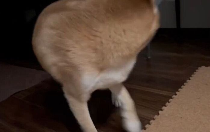 自分のしっぽに驚くたびくん