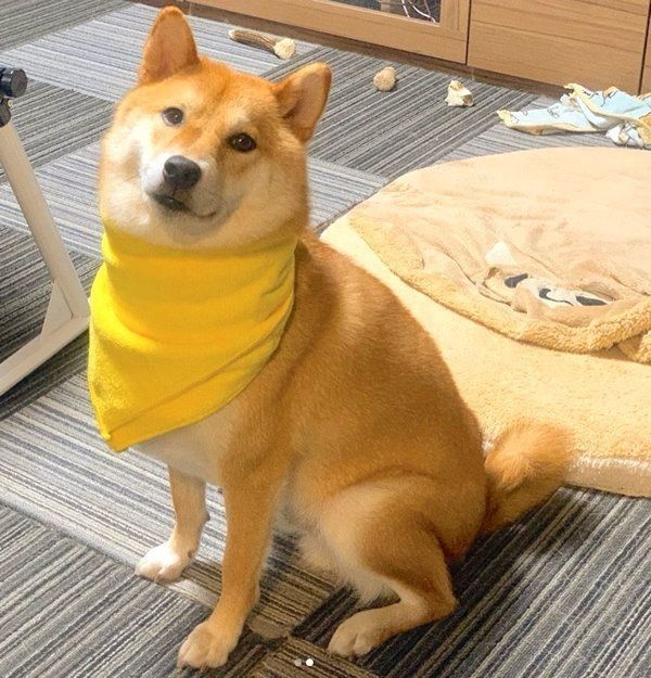 タオルを首に巻く豆吉くん