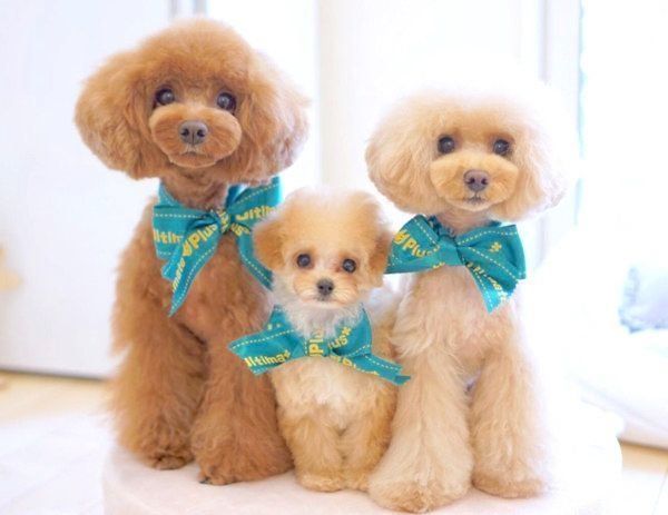 かわいいトイ・プードル3姉妹