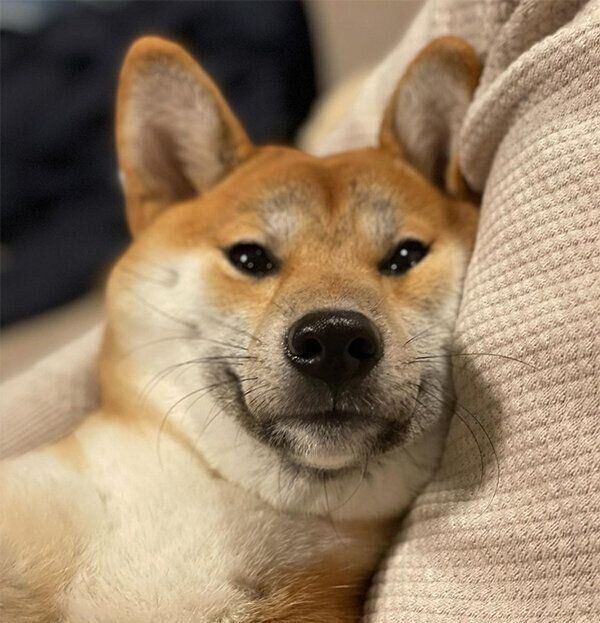 見つめるこはくちゃん