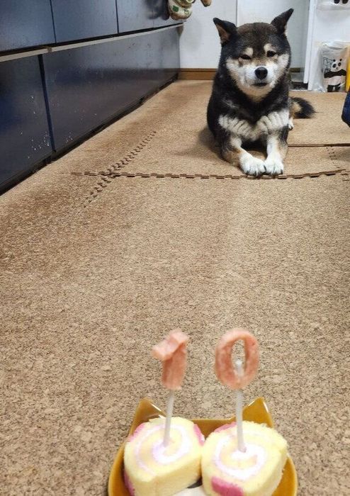 10才の記念ケーキを警戒する柴犬