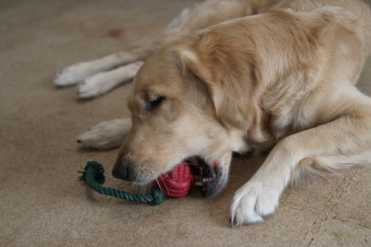 いぬのきもちふろくレポートおもちゃをガジガジ