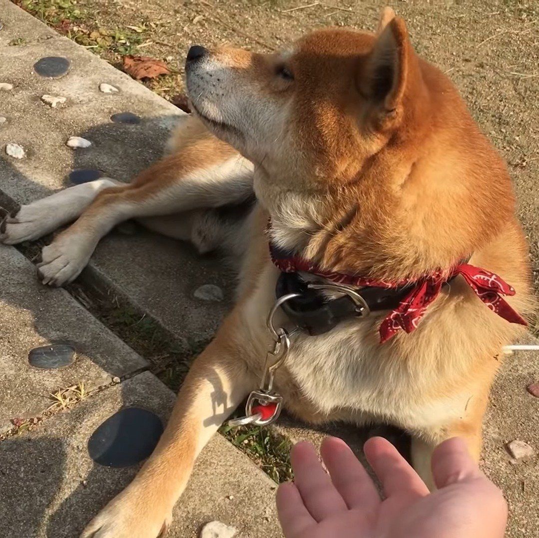 お手を拒否する柴犬てつ君