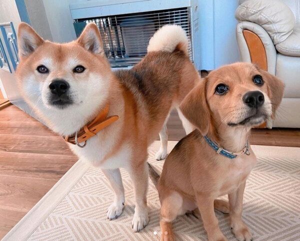 あんずちゃんとこてつくん