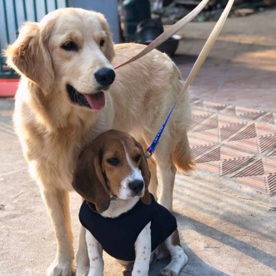 仲良く寄り添う犬