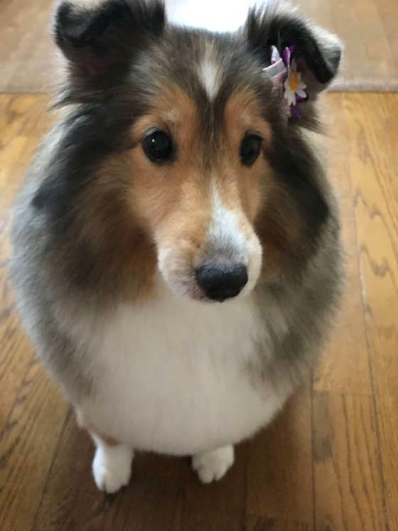 シェットランド・シープドッグのリンちゃん