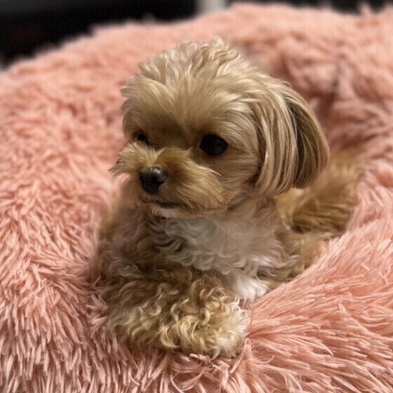 犬が一心不乱に「ホリホリ」する理由は？ 犬の穴掘り行動について獣医師に聞いた いぬのきもち