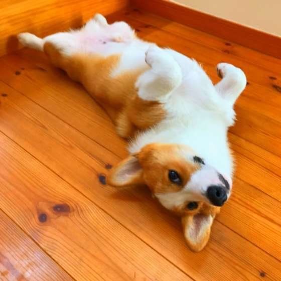 意外にもアクティブな犬種ランキングBest3