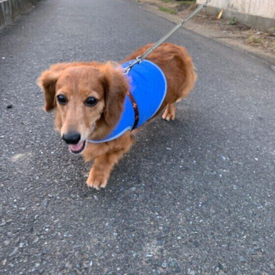 ミニチュアダックスフンドのうなちゃん