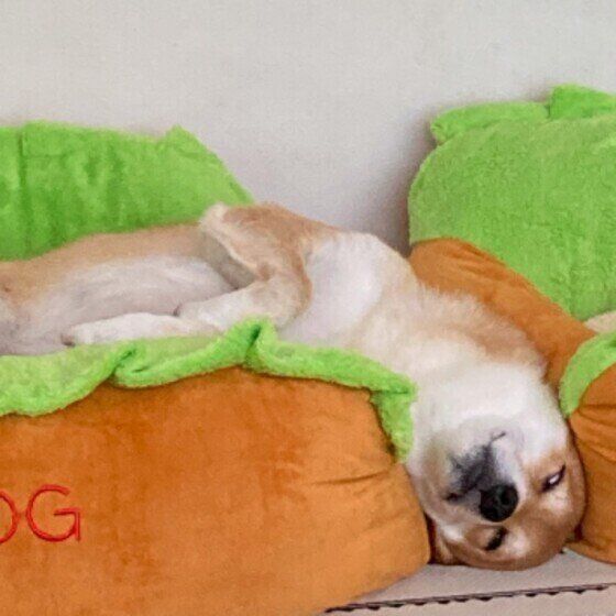 らいくん（柴）