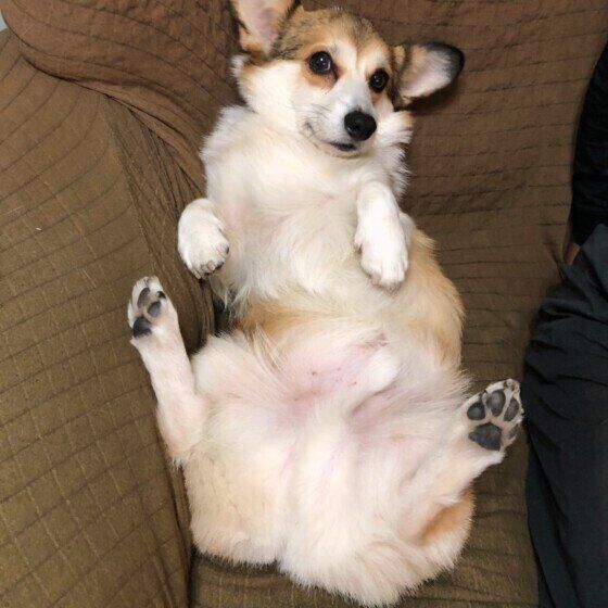 ヘソ天するウェルシュ・コーギー・ペンブローク