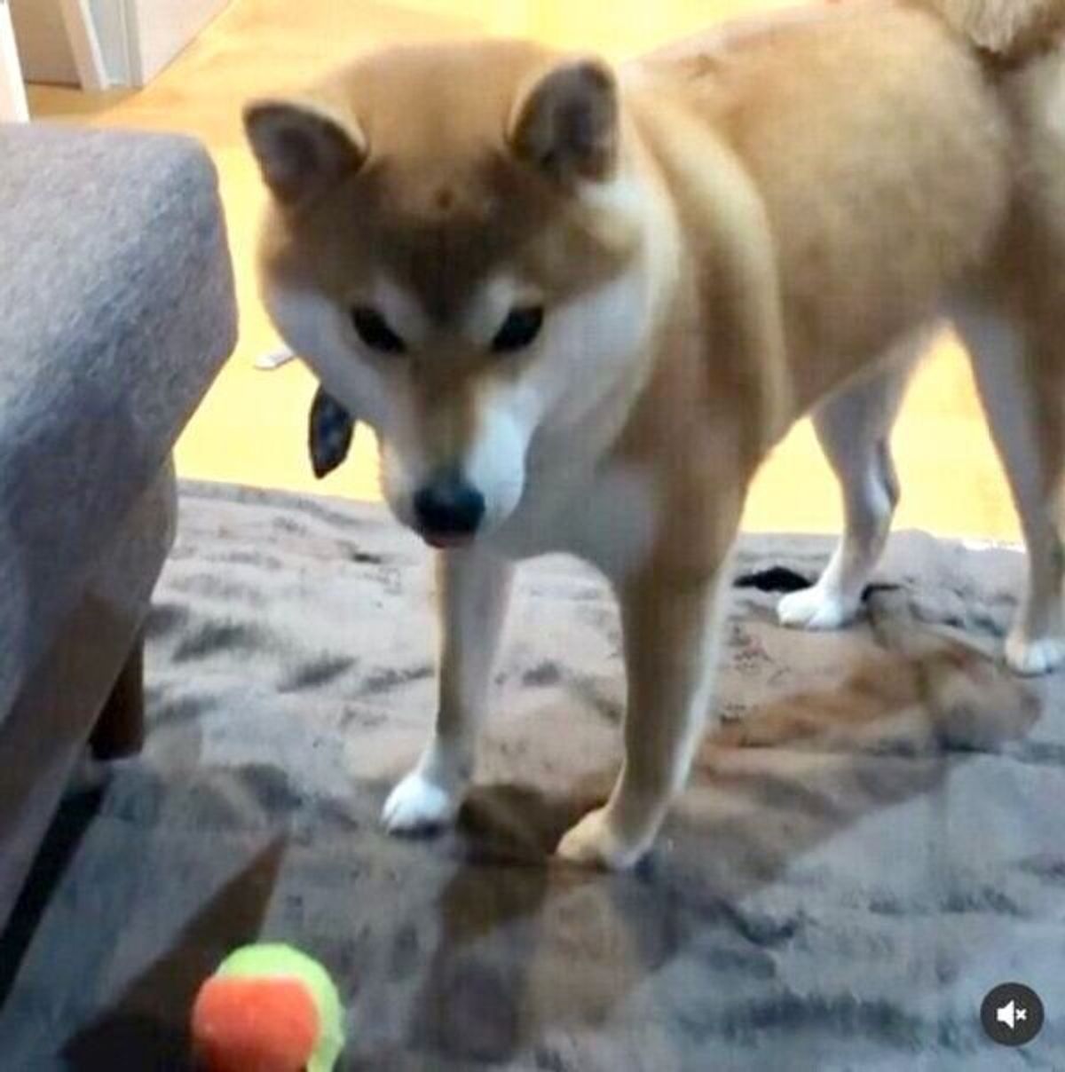 遊ぼうよ とアピールする柴犬 飼い主がボールを遠くに飛ばしたら まさかの態度に出た いぬのきもちweb Magazine 遊ぼうよ とアピールする柴犬 飼い主がボールを遠くに飛ばしたら まさかの態度に出た いぬのきもちweb Magazine