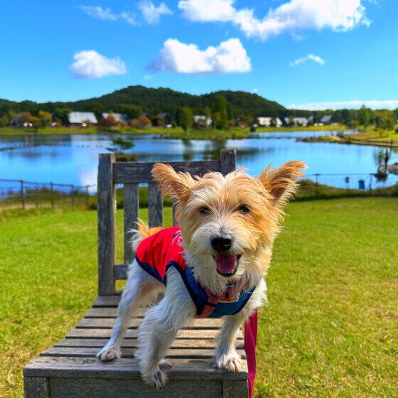 福島旅行を楽しむジャック・ラッセル・テリア