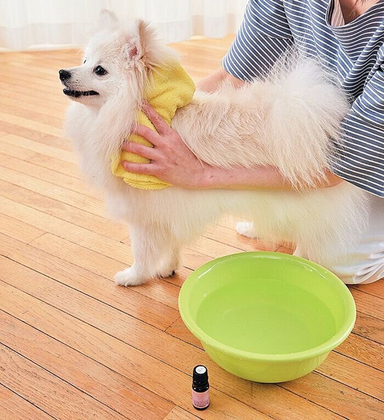 暑い夏 犬の散歩を快適にするために 前後にやるべき 愛犬のお手入れ4つ いぬのきもちweb Magazine 暑い夏 犬の散歩を快適にするために 前後にやるべき 愛犬のお手入れ4つ いぬのきもちweb Magazine