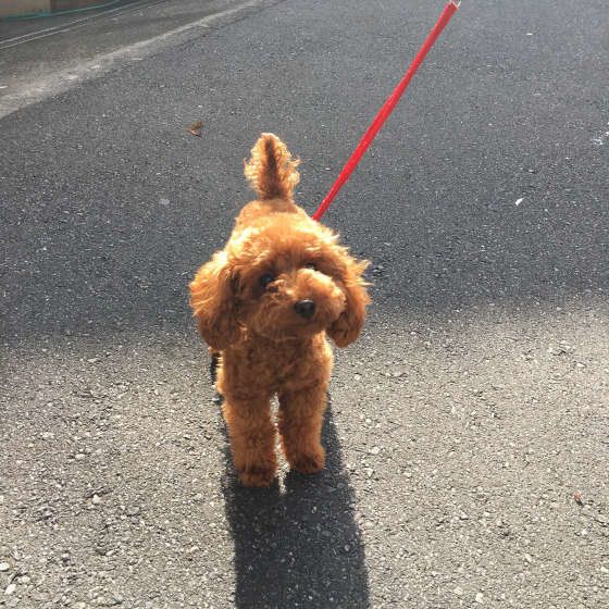 散歩中のトイ・プードル