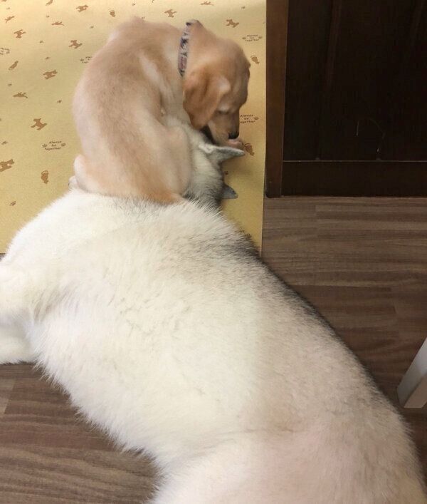 ぷくちゃんの上に乗るゴンくん