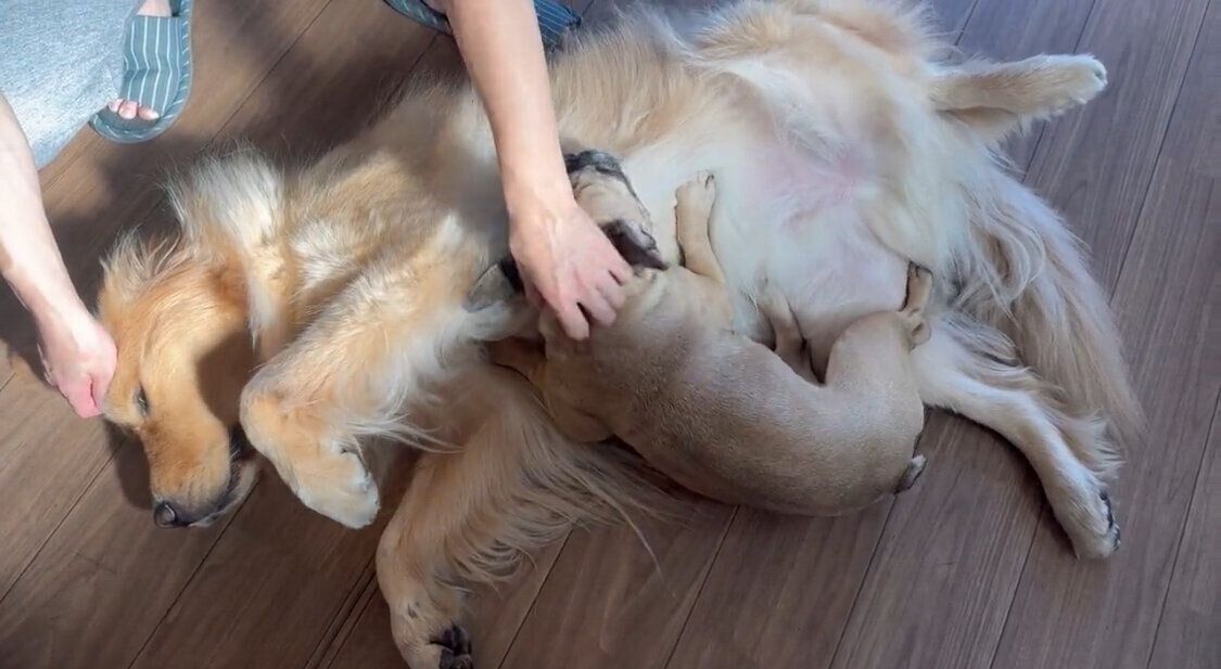 なでられるぽち丸くんを見て、アピールするぷー助くん