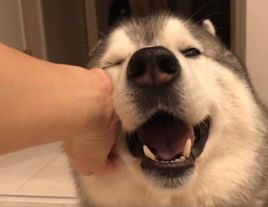 笑顔を見せるシベリアン・ハスキー