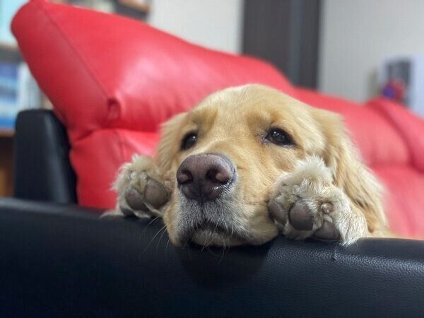 まったりするセナくん