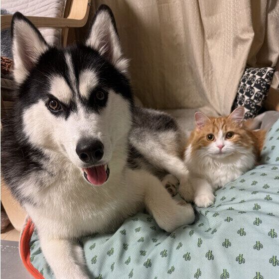 犬と猫は仲良くできる? 犬は猫をどう思っているの? 犬と猫が良い関係を保つためにできること いぬのきもち