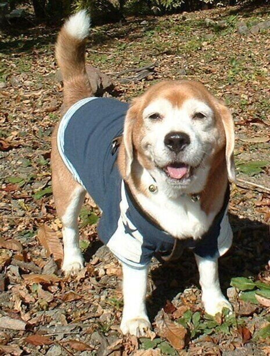 断脚手術後 夜中に震えてしまう愛犬を抱えて寝た日々 今はおでかけが楽しみな毎日に いぬのきもちweb Magazine 断脚手術後 夜中に震えてしまう愛犬を抱えて寝た日々 今はおでかけが楽しみな毎日に いぬのきもちweb Magazine