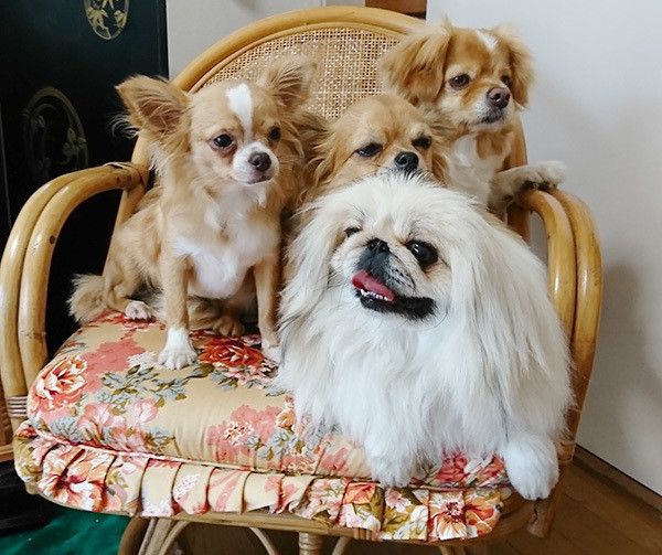 座るペキニーズ