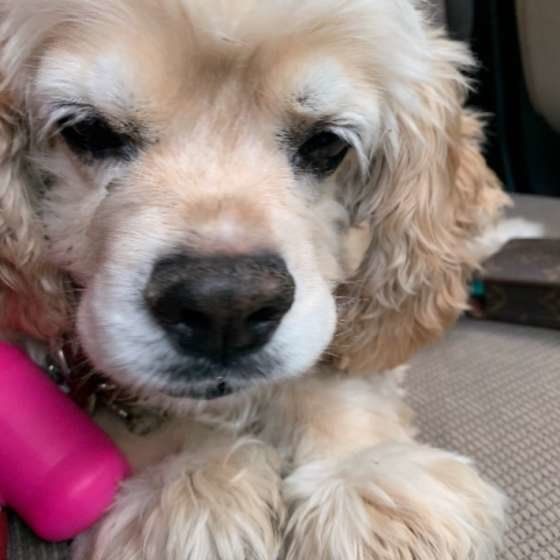 シニア犬はケガ予防が大切!知っておきたい心がけとは