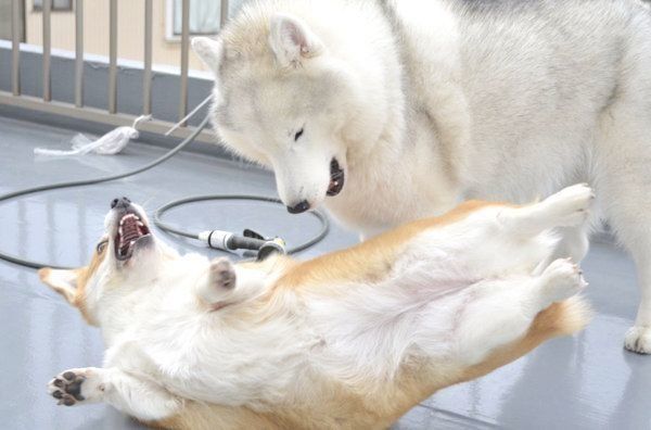 じゃれ合うキャリーちゃんとムギちゃん