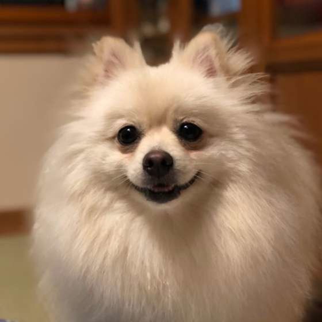 実は飼い主への愛情という犬のしぐさは 上手なお返事法も いぬのきもちweb Magazine 実は飼い主への愛情という犬のしぐさは 上手なお返事法も いぬのきもちweb Magazine