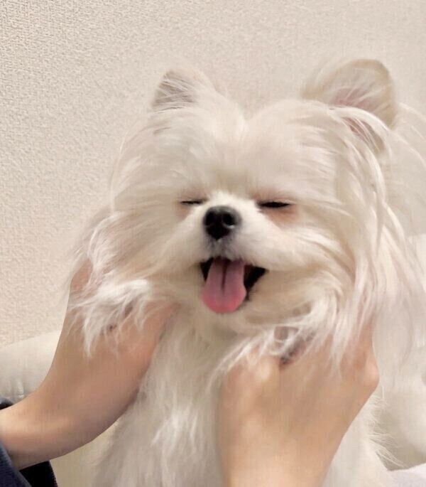 嬉しそうなかわいーぬちゃん