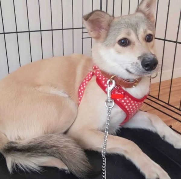 元保護犬・MIXのめるちゃん