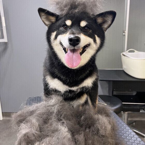 たくさんの抜け毛と柴犬