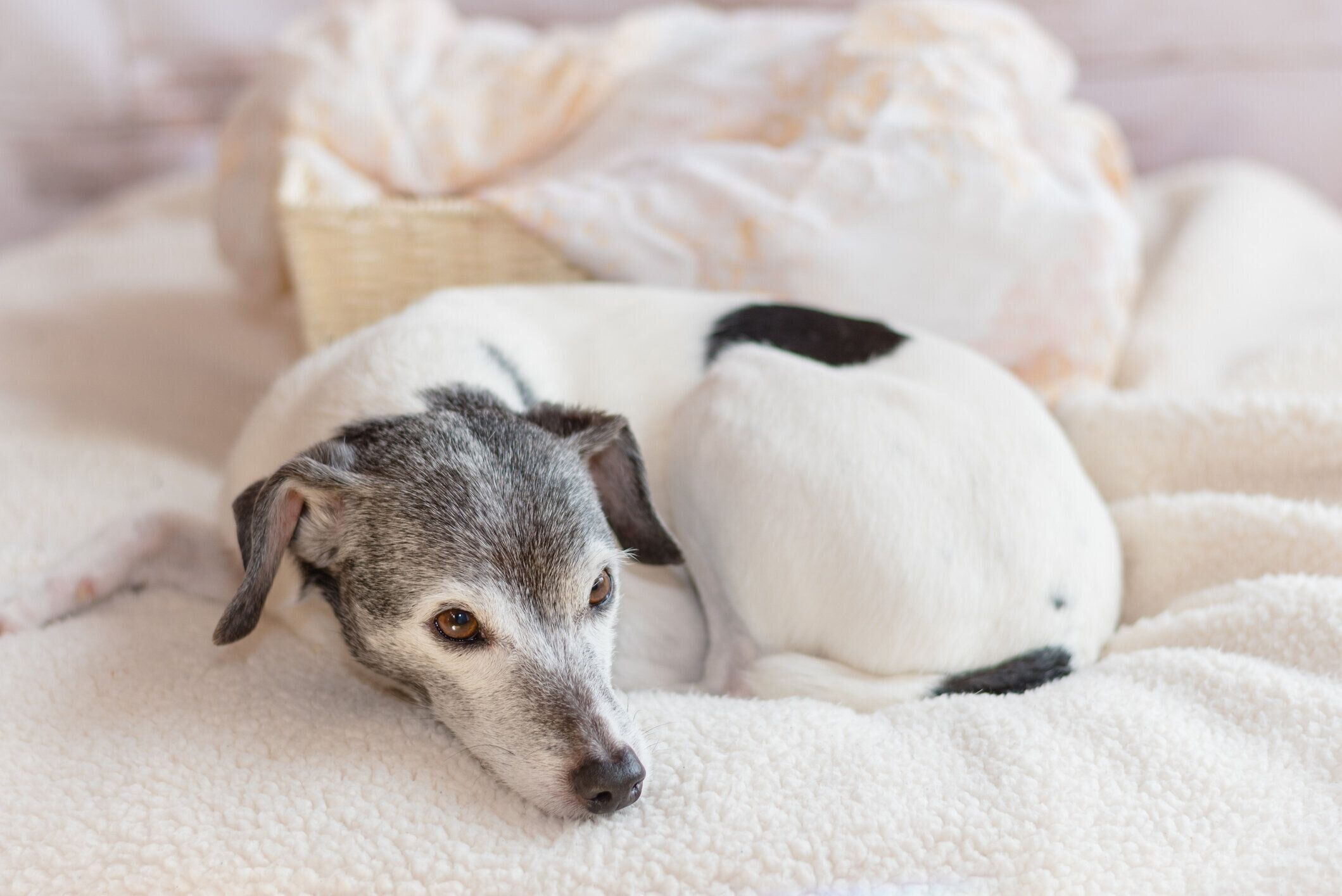 もしかして 犬の認知症 かも 認知症の初期に出やすい兆候とは いぬのきもちweb Magazine