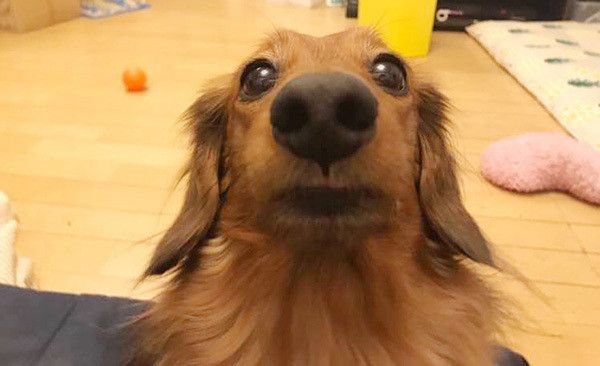 見つめるダックスフンド